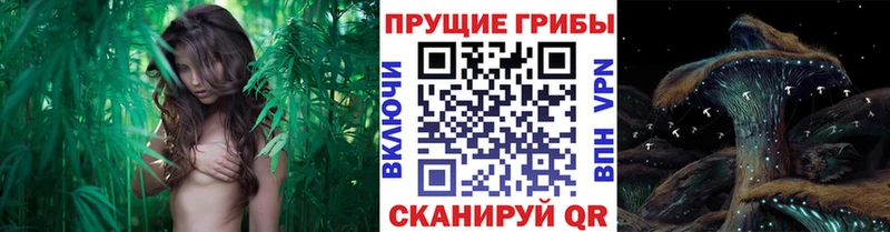Галлюциногенные грибы GOLDEN TEACHER  Купить  Тихорецк 